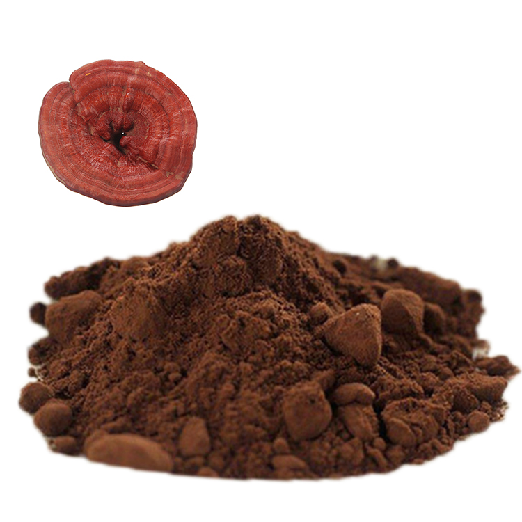 Smooth Texture Red Reishi Powder: Ideal for Capsules and Smoothies